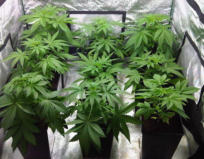 Building your own Grow Room Royal Queen Seeds